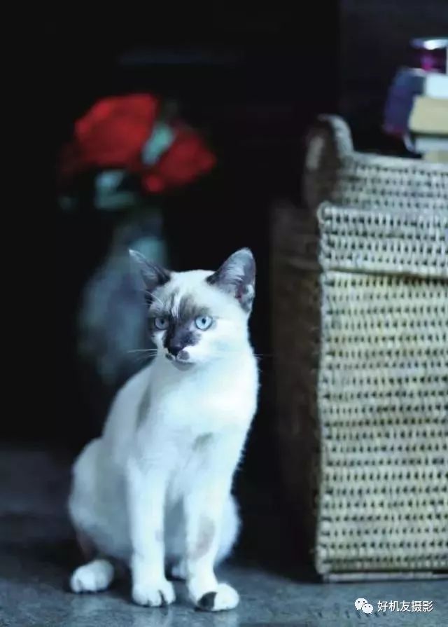 手机摄影如何调整光圈,摄影技巧光圈的应用