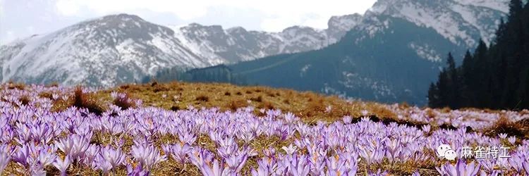 马德里｜助你闪亮过冬的西班牙特色好物！