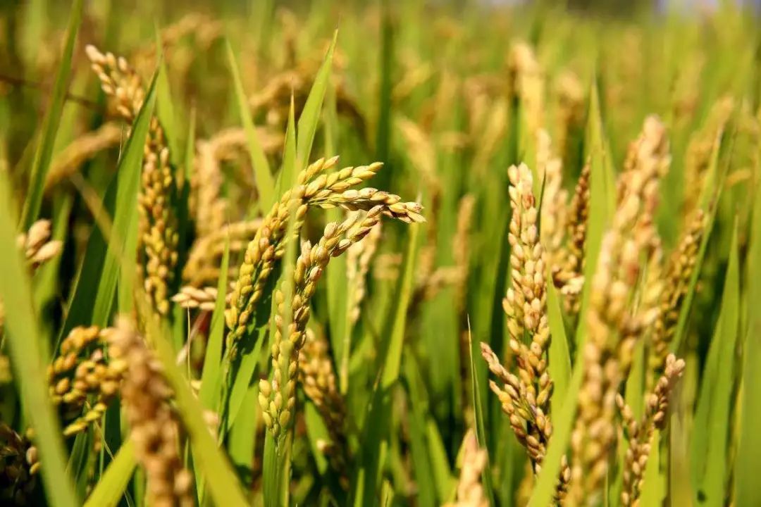 四季江宁旖旎无限,春华秋实美在“世凹桃源”