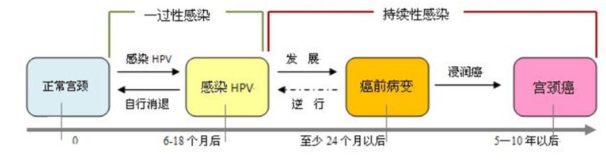 「健康」医生，我的宫颈癌筛查HPV结果阳性咋办呀？