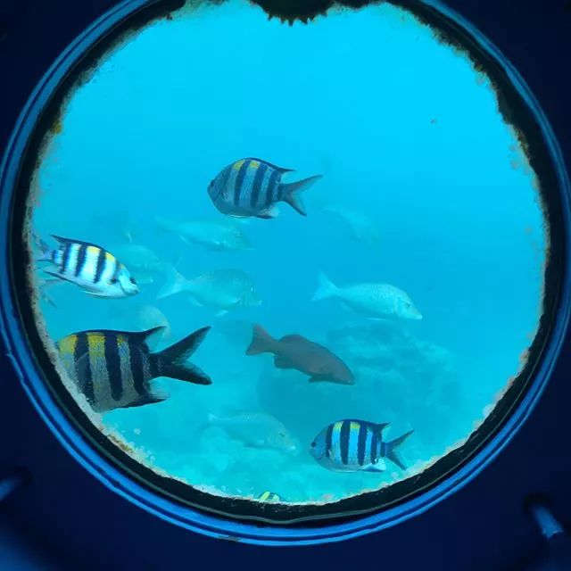 日本夏威夷樱花海岛,在日本最晚看到樱花开放的岛屿