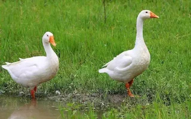 养殖猪牛羊鸡鸭鹅哪个利润最好,鸡鸭鹅养殖哪个更赚钱