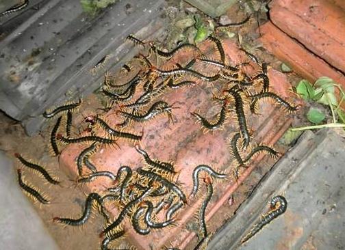 他怎么养的蜈蚣年收入60万?