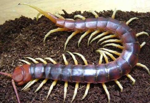 他怎么养的蜈蚣年收入60万?