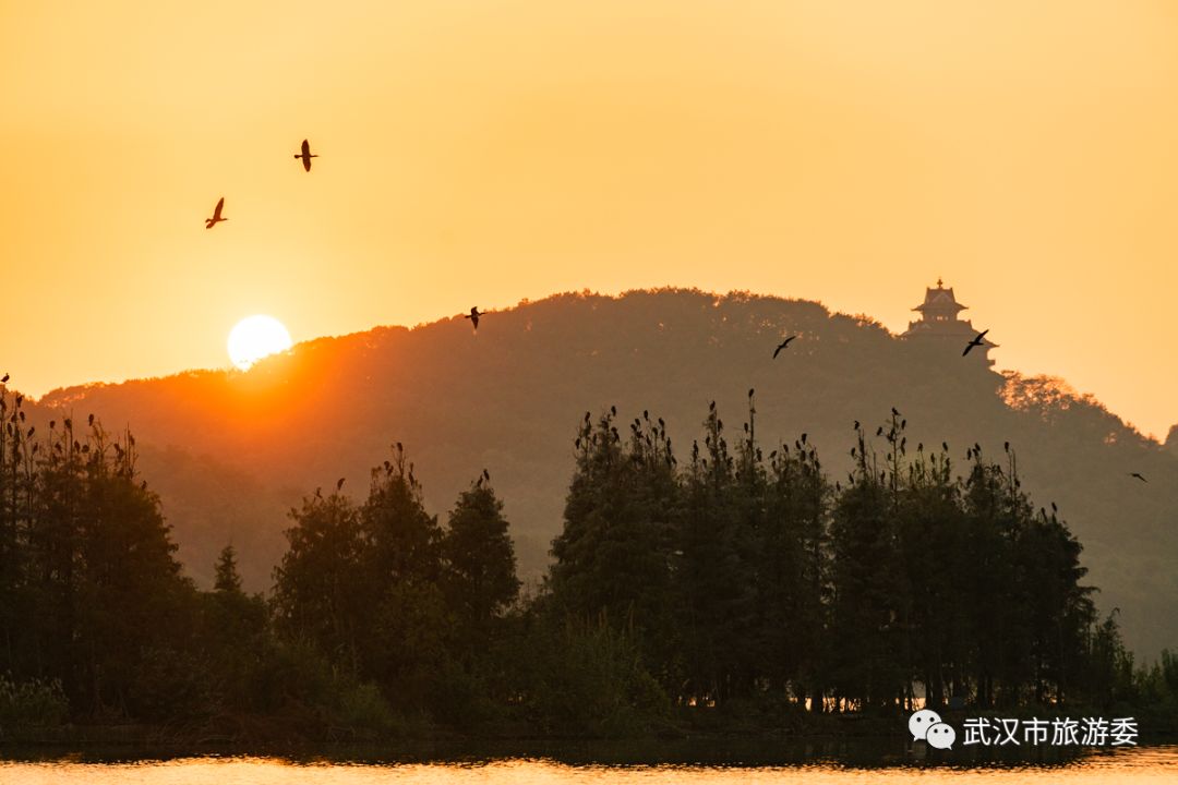 武汉市观鸟最佳的湿地公园,武汉湿地公园鸟类
