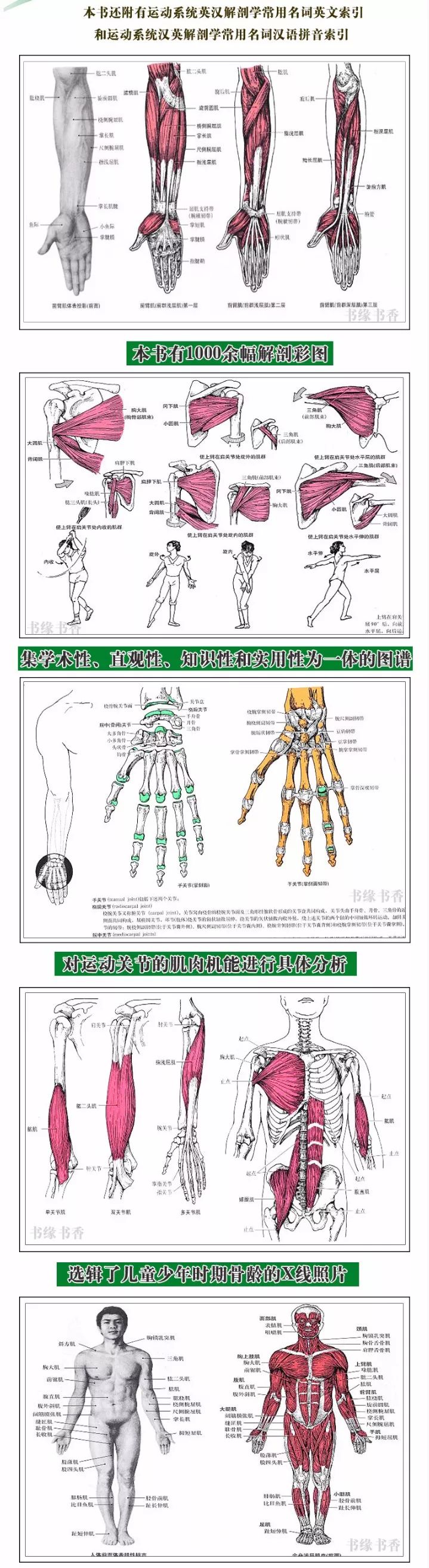 康复人必学的解剖教程/视频/电子书大合集,点击领取