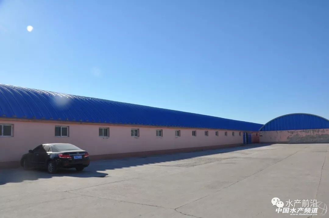 好虾苗如何定义？十年忠实粉丝告诉你这尾虾的优势