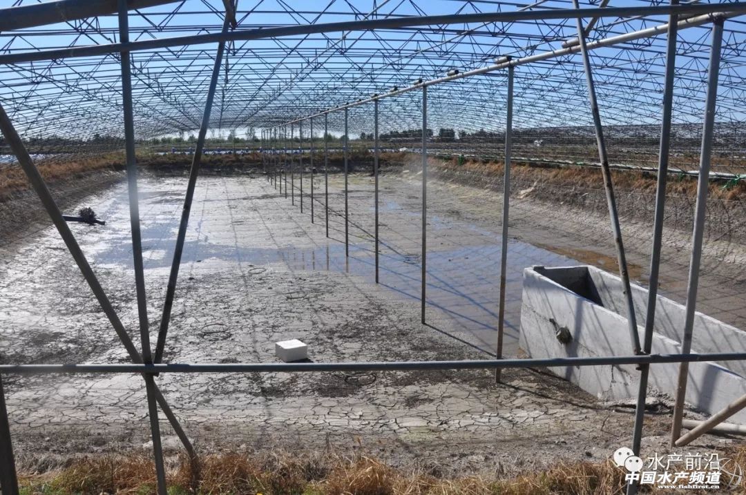 好虾苗如何定义？十年忠实粉丝告诉你这尾虾的优势