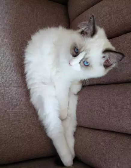 萌爪神吐槽馆，说你想说的