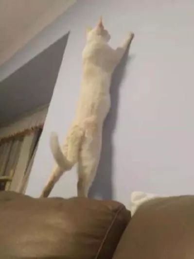 萌爪神吐槽馆，说你想说的