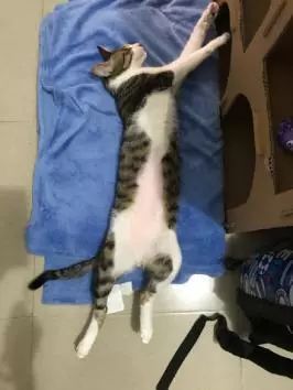 萌爪神吐槽馆，说你想说的