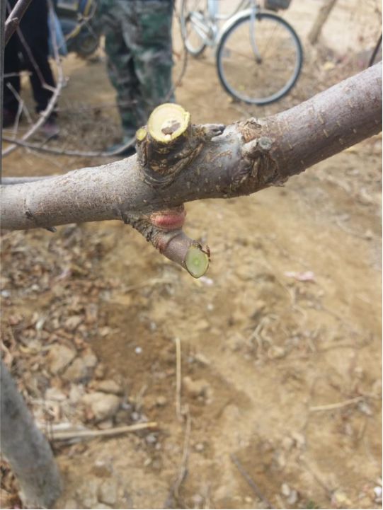 果树修剪技术剪枝时间,果树修剪技术多长时间能出果