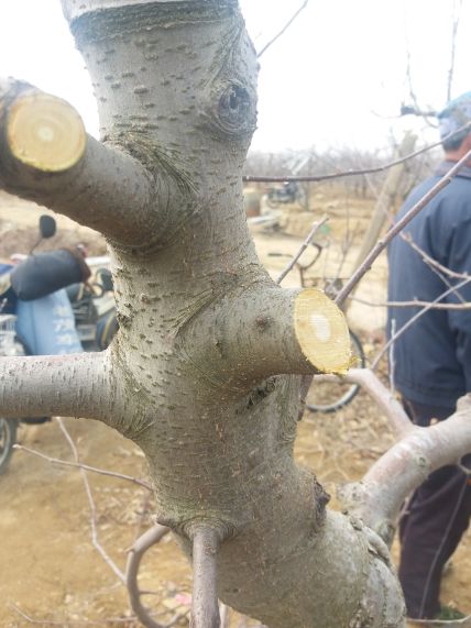 果树修剪技术剪枝时间,果树修剪技术多长时间能出果