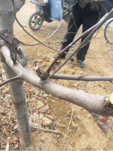 果树修剪技术剪枝时间,果树修剪技术多长时间能出果