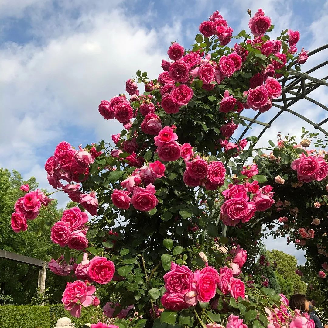 月季美植袋大苗,安徽品种月季袋苗大量供应