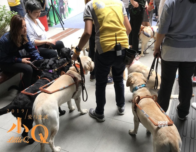 任达华和导盲犬的电影叫什么名字,导盲犬小q任达华为什么没有回来