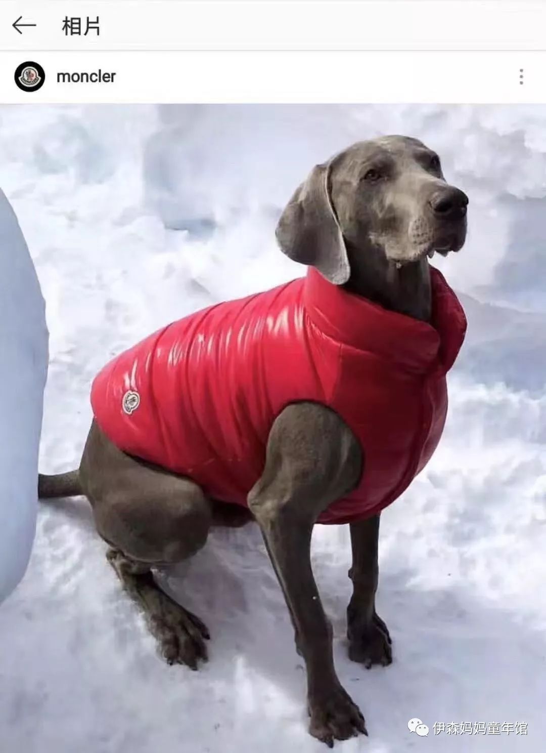 当狗穿上自己的衣服的时候,当狗穿上羽绒服
