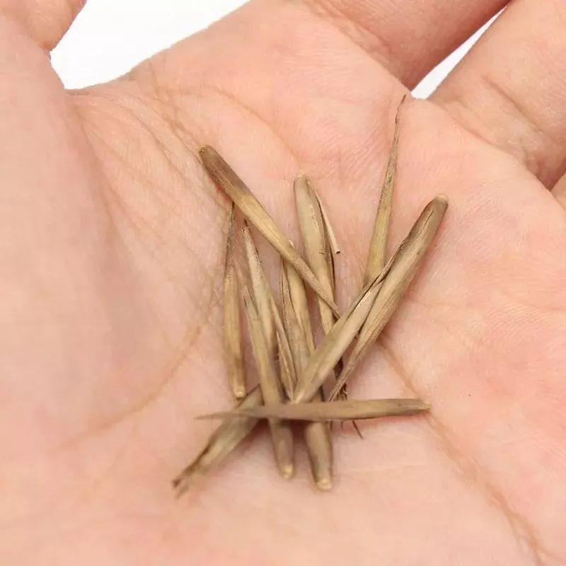 什么草可以让鸡下蛋,鸡吃什么草才能每天下蛋