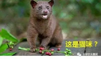 养这种猫偷偷发大财，猫便便卖到高档咖啡馆，居然有人喜欢！