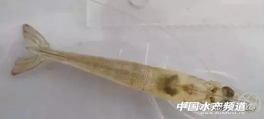 南美对虾小苗空肠空胃怎么引起的,对虾空肠空胃的治疗