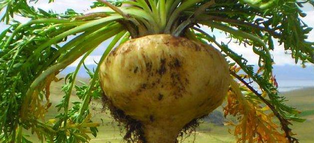 是神药还是“萝卜”？活跃在朋友圈的玛卡，玩弄了多少男人的心？