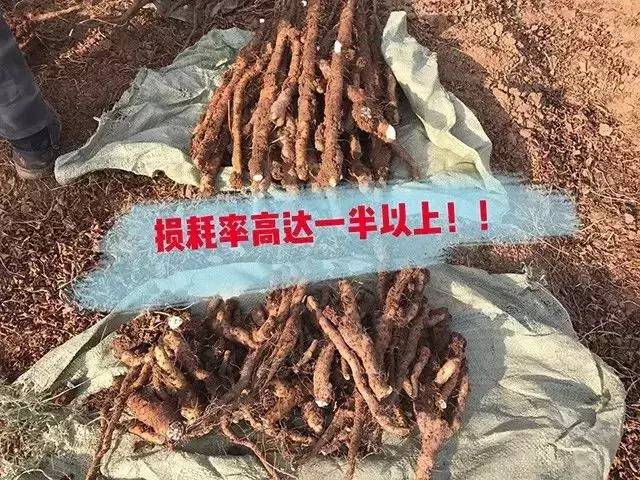 铁棍山药怎么做孩子们喜欢吃,什么样的铁棍山药好吃又营养