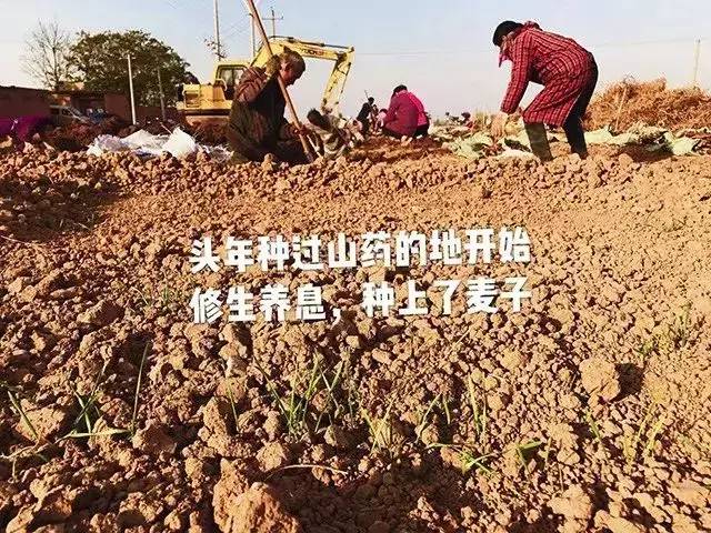 铁棍山药怎么做孩子们喜欢吃,什么样的铁棍山药好吃又营养