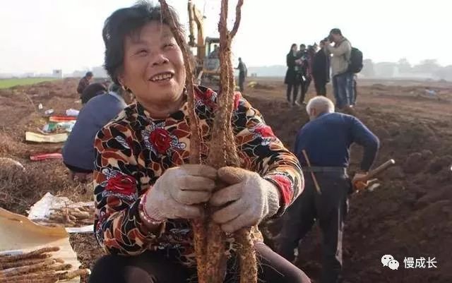 铁棍山药怎么做孩子们喜欢吃,什么样的铁棍山药好吃又营养