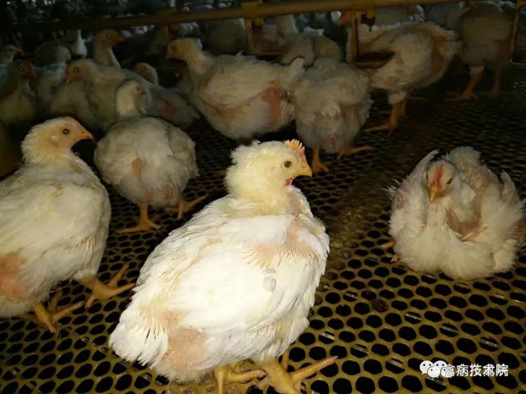 肉鸡坏死性肠炎怎么办,肉鸡肠炎的症状和治疗方法