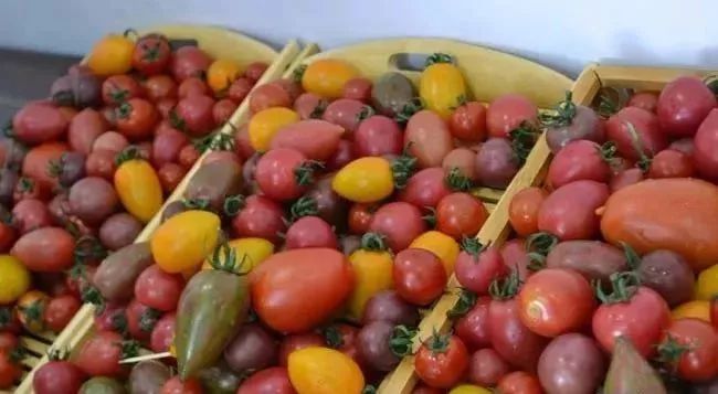 现在吃的蔬菜是不是都是转基因的,哪些是非转基因的蔬菜