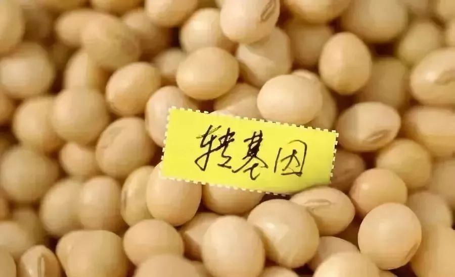 现在吃的蔬菜是不是都是转基因的,哪些是非转基因的蔬菜