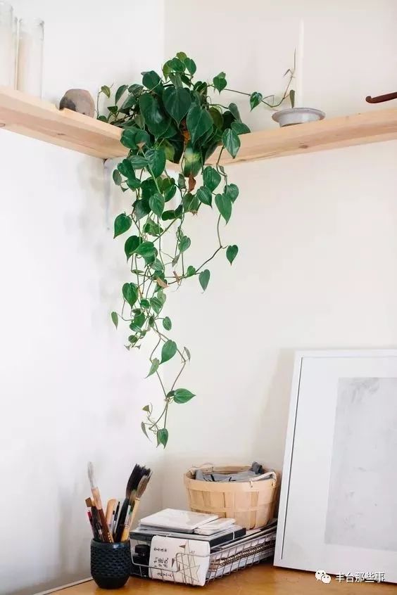 什么花有毒不能放在卧室里面呢,一帆风顺的花有毒吗适合卧室养吗