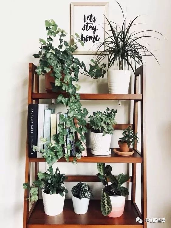 什么花有毒不能放在卧室里面呢,一帆风顺的花有毒吗适合卧室养吗