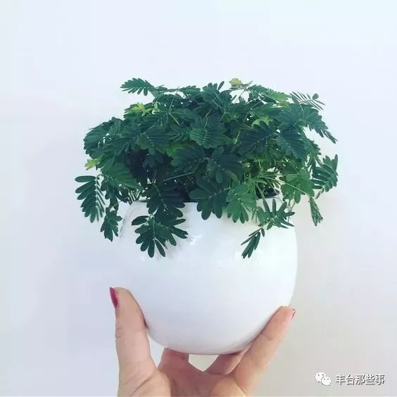 什么花有毒不能放在卧室里面呢,一帆风顺的花有毒吗适合卧室养吗