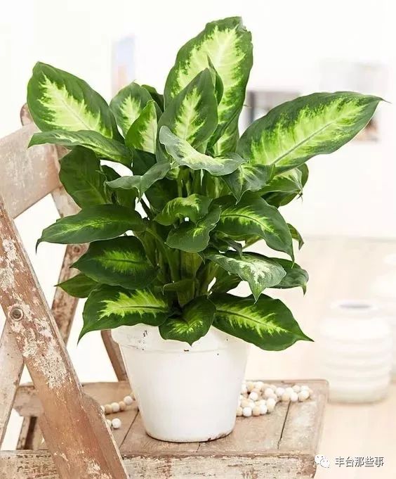 什么花有毒不能放在卧室里面呢,一帆风顺的花有毒吗适合卧室养吗