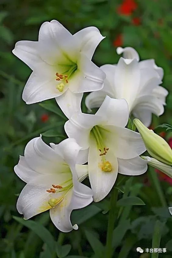 什么花有毒不能放在卧室里面呢,一帆风顺的花有毒吗适合卧室养吗