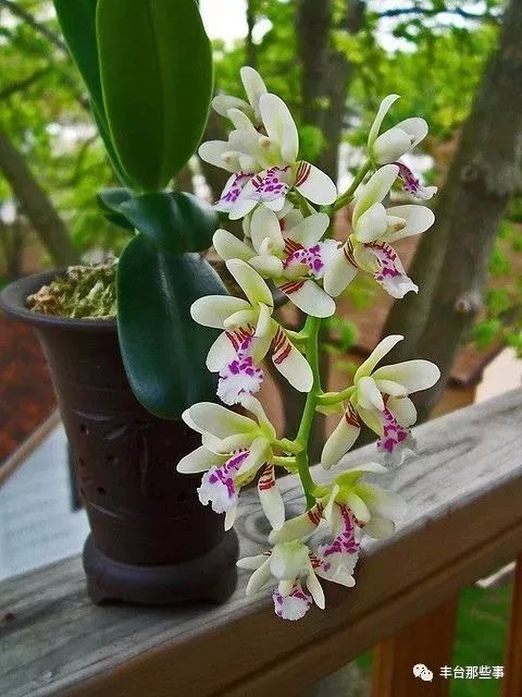 什么花有毒不能放在卧室里面呢,一帆风顺的花有毒吗适合卧室养吗