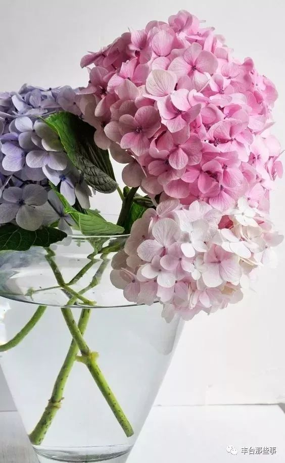 什么花有毒不能放在卧室里面呢,一帆风顺的花有毒吗适合卧室养吗