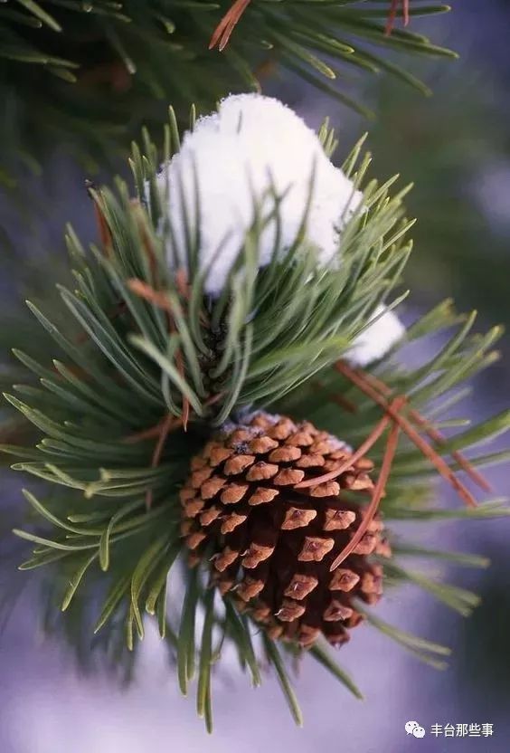 什么花有毒不能放在卧室里面呢,一帆风顺的花有毒吗适合卧室养吗