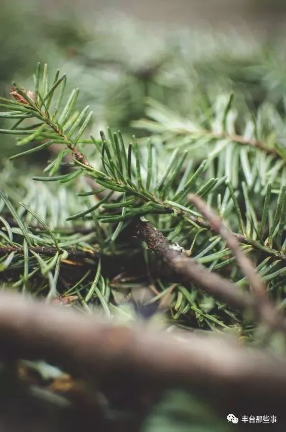 什么花有毒不能放在卧室里面呢,一帆风顺的花有毒吗适合卧室养吗