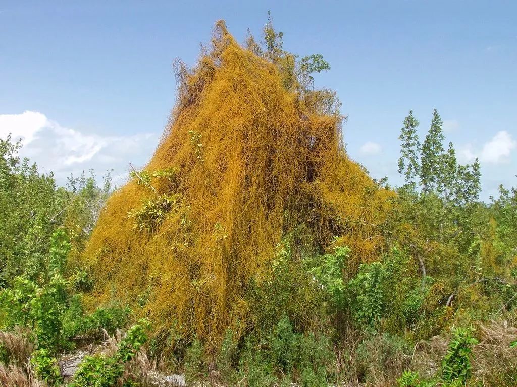 是敌是友分不清的状态,是敌是友一种很微妙的关系