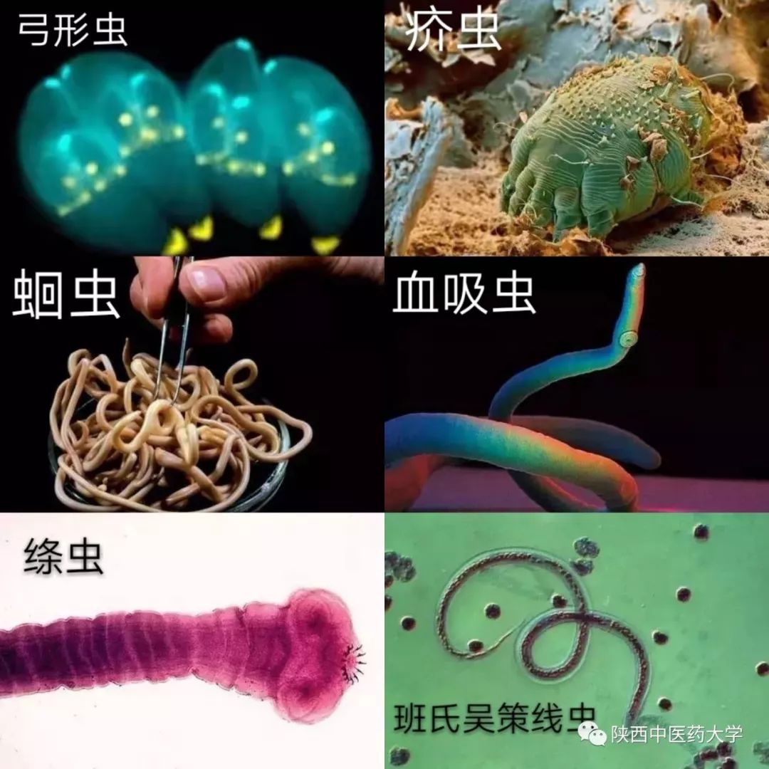 毒液的视角看毒液,医学生眼中的饮料图片