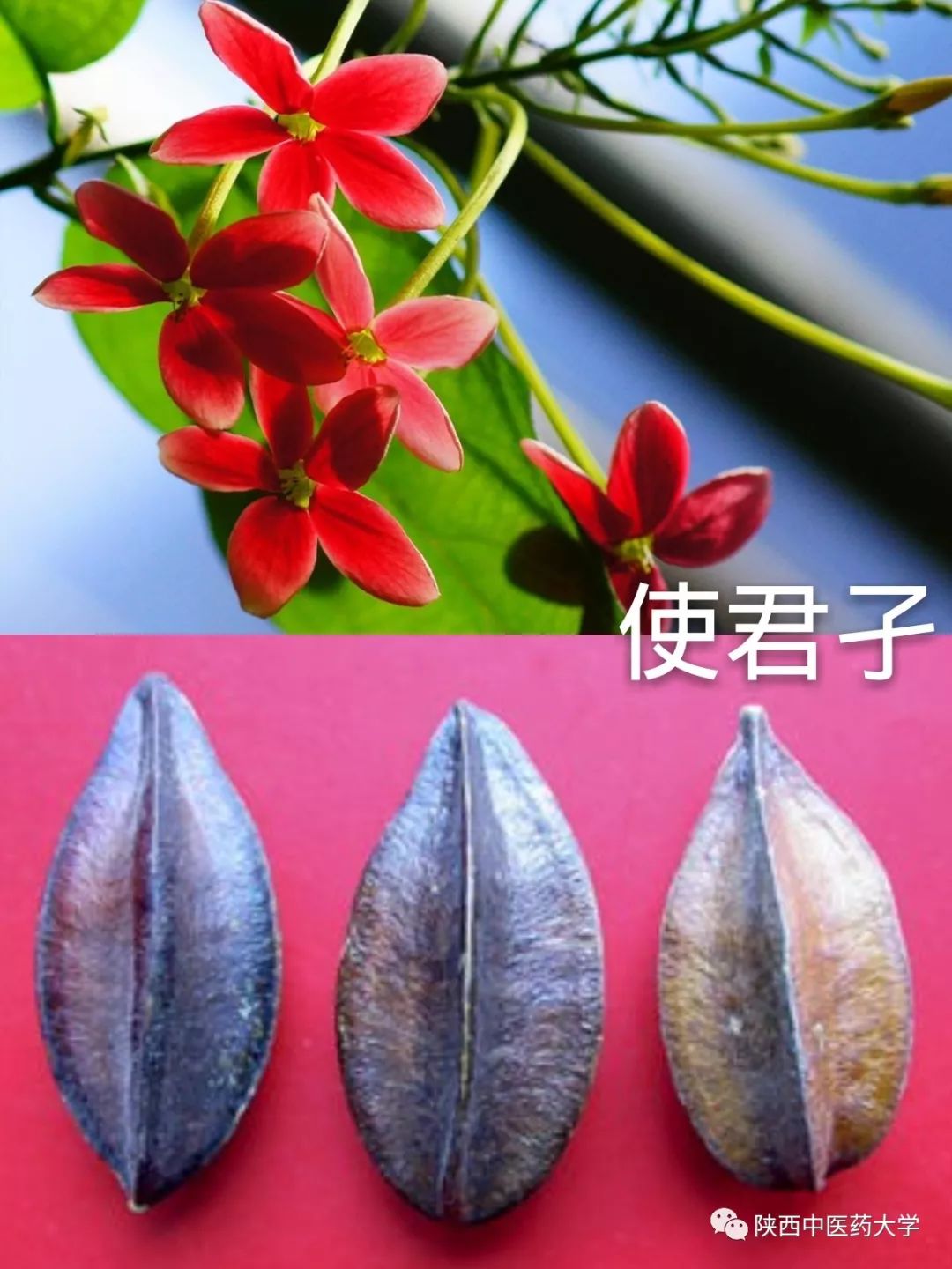 毒液的视角看毒液,医学生眼中的饮料图片