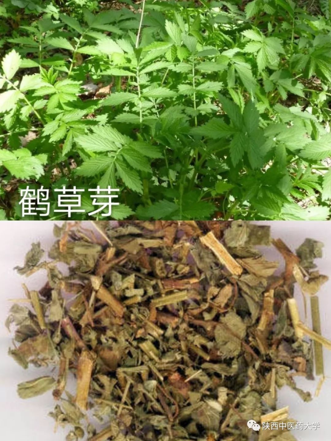 毒液的视角看毒液,医学生眼中的饮料图片