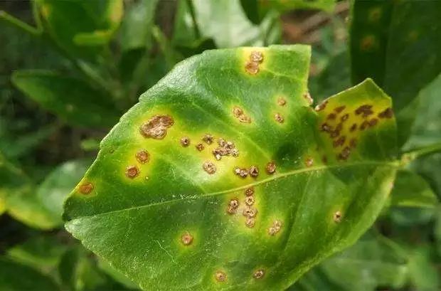 内吸治疗性杀菌剂介绍图片,可以灌根内吸的杀菌剂