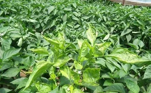 内吸治疗性杀菌剂介绍图片,可以灌根内吸的杀菌剂