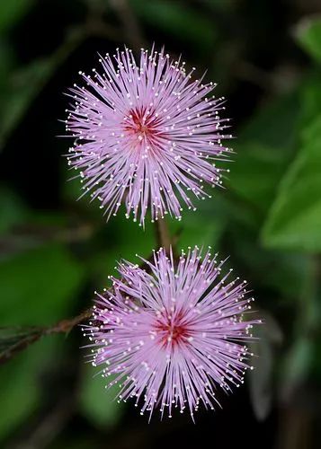 蝎子花放在卧室有毒吗,满天星花有毒吗能在卧室养吗