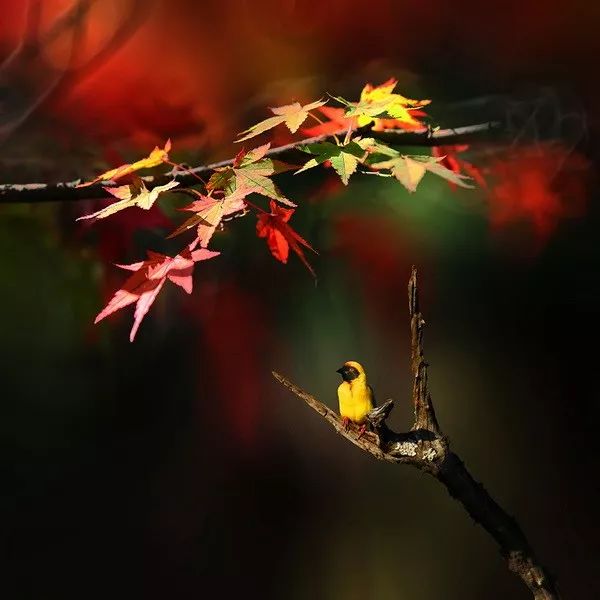 入展图赏｜中国梦庐山恋