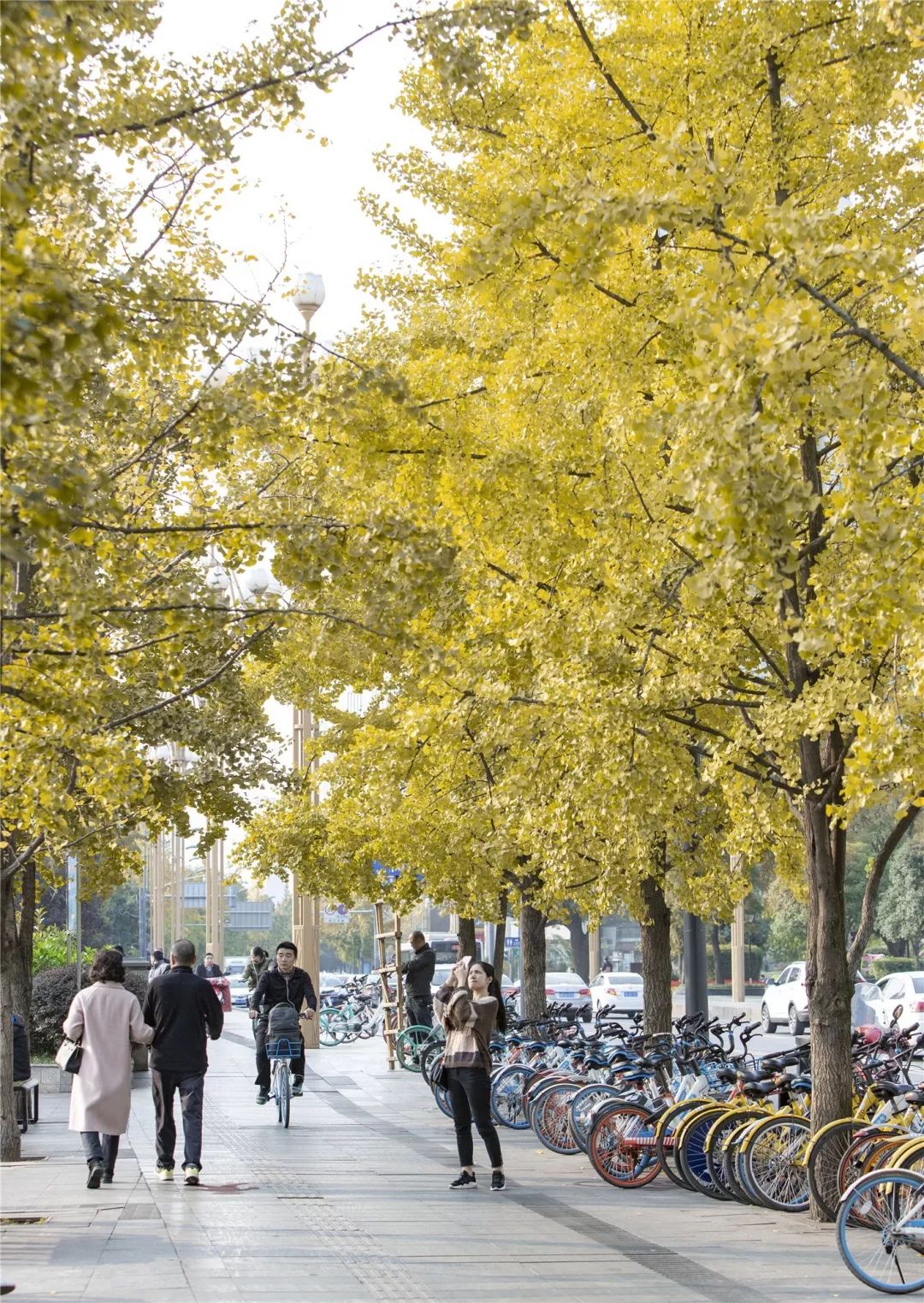 成都锦江边最漂亮的银杏,成都银杏美图