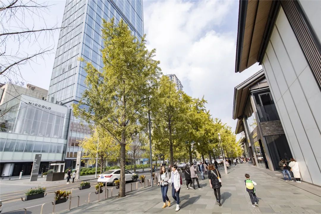 成都锦江边最漂亮的银杏,成都银杏美图